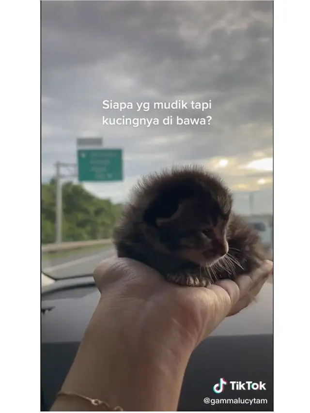8 Potret Kucing Ikut Mudik Pakai Kendaraan Pribadi Ini Bikin Gemas