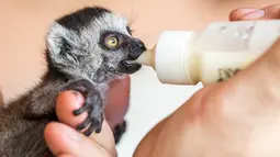 Seekor bayi lemur berekor cincin sedang diberi minum di Taman Hewan Affenwald Straussberg, Jerman, Rabu (3/5). Bayi lemur ini ditolak oleh ibunya. (Arifoto UG / dpa / AFP)