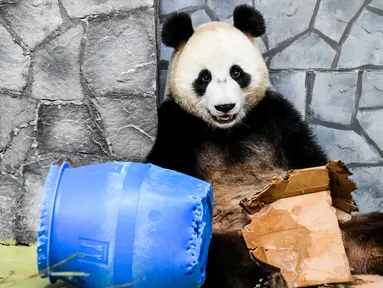 Panda raksasa (ailuropoda melanoleuca) bermain kardus dan gentong di Kebun Binatang Moskow, Rusia, Sabtu (13/7/2019). (Kirill KUDRYAVTSEV/AFP)