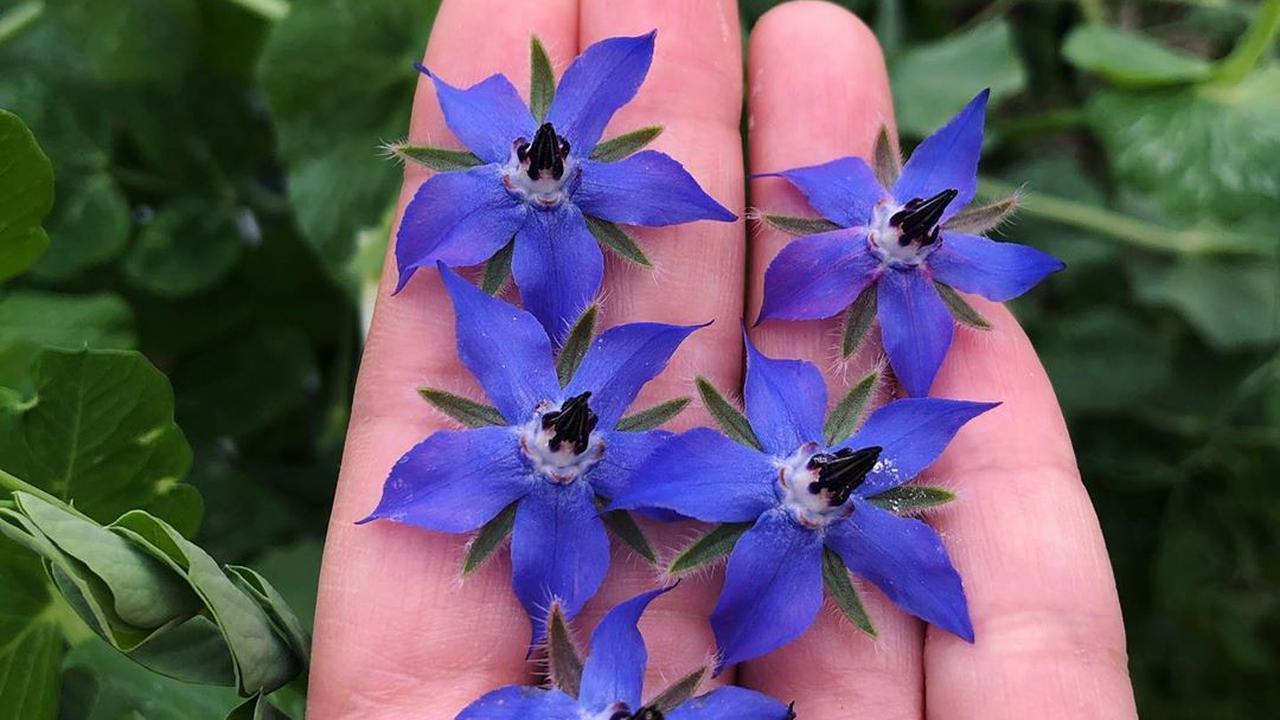 7 Jenis Bunga Cantik yang Bisa Dimakan