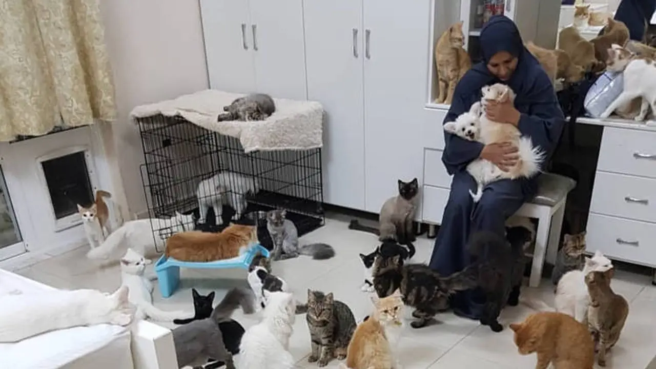 pecinta kucing pelihara 480 kucing liar