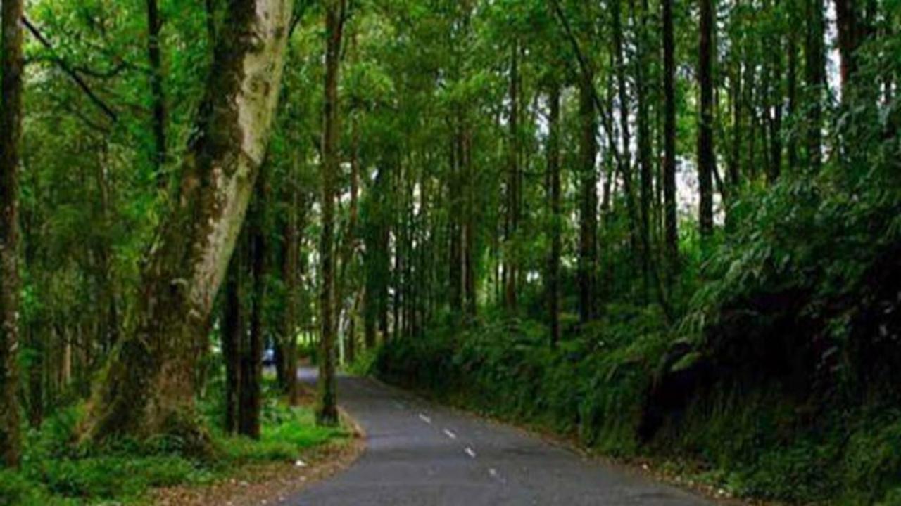 Tutupan Hutan di Bali 30 Persen dan Persoalan Sampah Ditarget Harus Tuntas di 2027