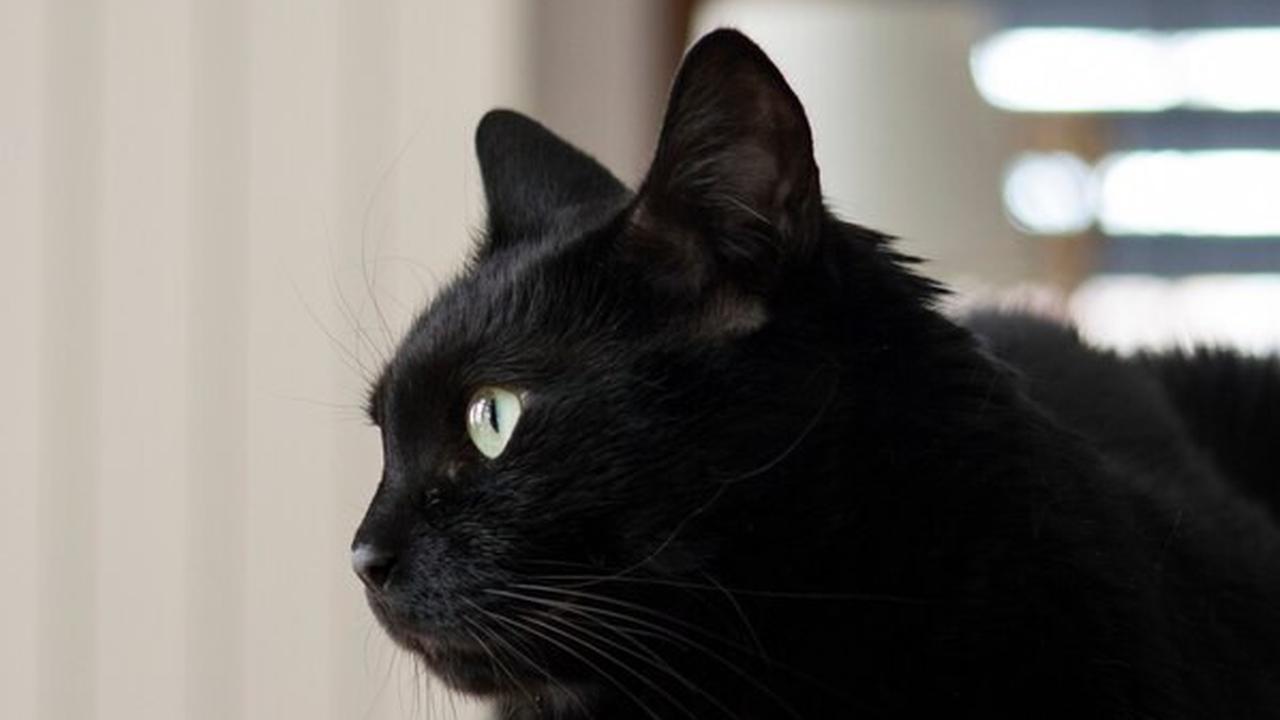 Mitos Kucing Hitam