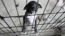 Seekor anjing berada di Posko Bali Rumah Singgah Satwa, Padangbai, Bali, Senin (4/12). Para relawan berharap agar masyarakat mau mengadopsi anjing-anjing tersebut. (Liputan6.com/Immanuel Antonius)