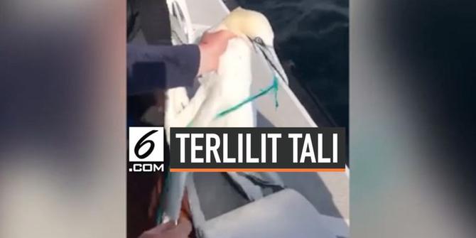 VIDEO: Dramatis, Penyelamatan 2 Burung Gannet Terlilit Tali Plastik