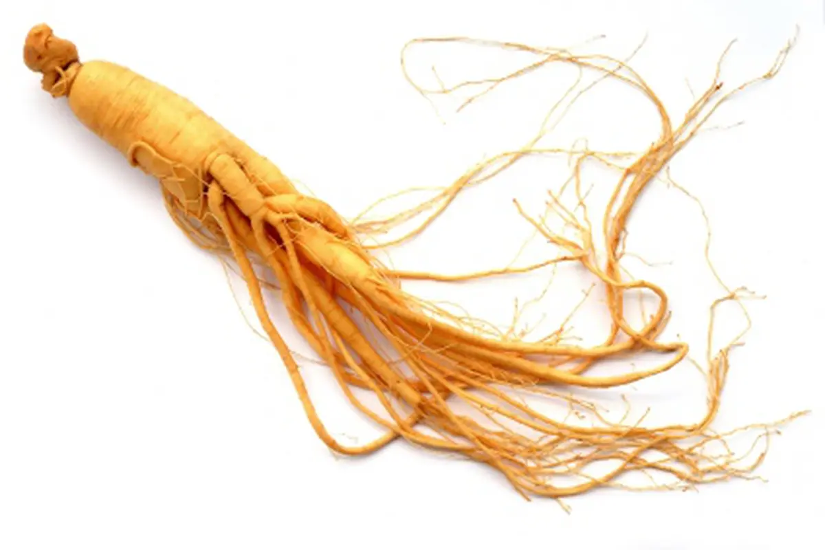 Obati Perdarahan di Lambung Dengan Ekstrak Gingseng