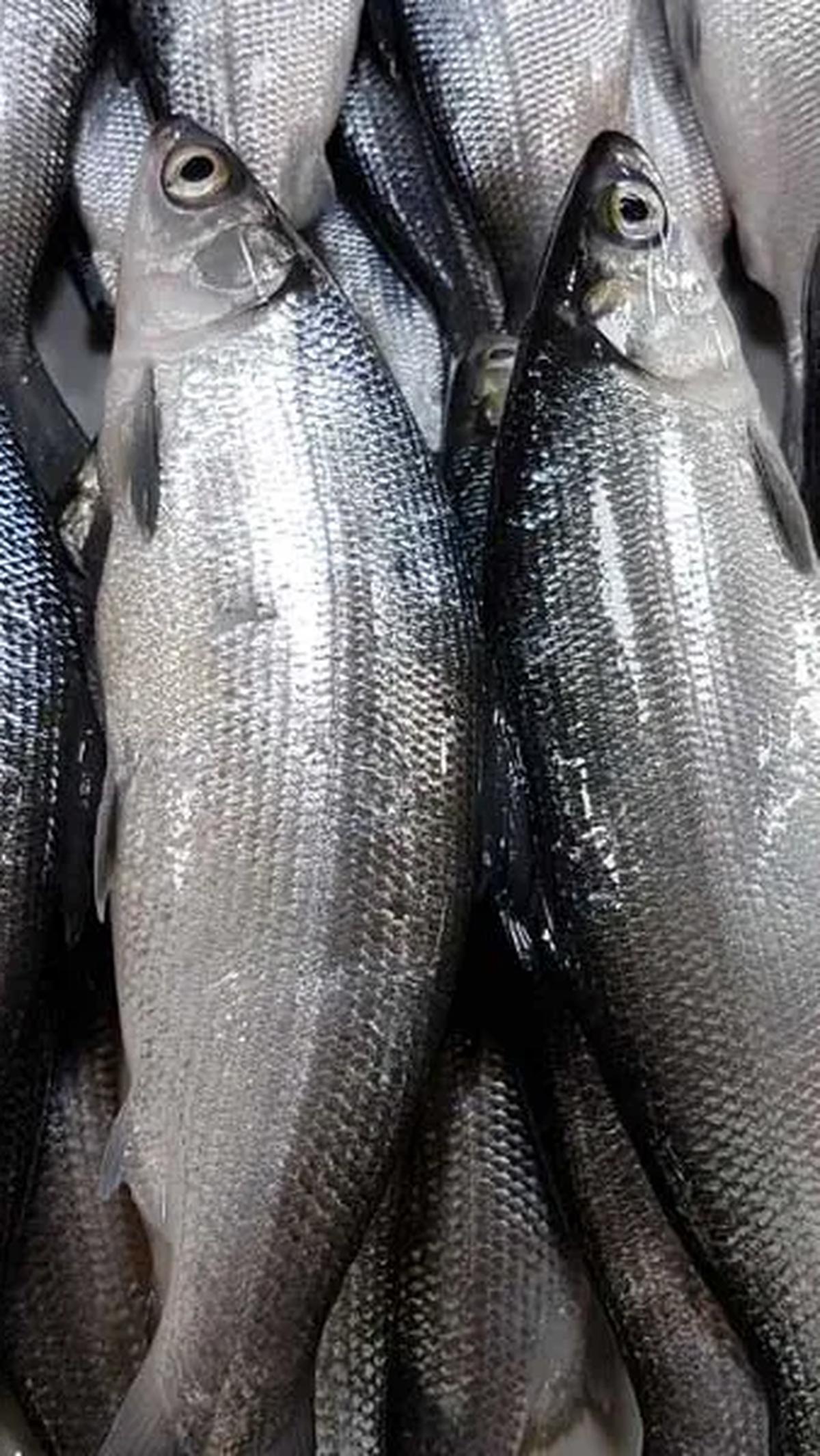 Sebelum membahas jenis-jenis ikan yang kaya protein, penting untuk memahami kebutuhan tubuh akan nutrisi ini. Asupan protein yang memadai diperlukan untuk memenuhi kebutuhan fungsi tubuh secara optimal.
