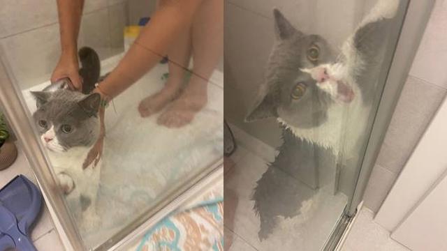 Sambil Berontak, Ini 7 Potret Hewan Peliharaan Saat Dimandikan yang Kocak