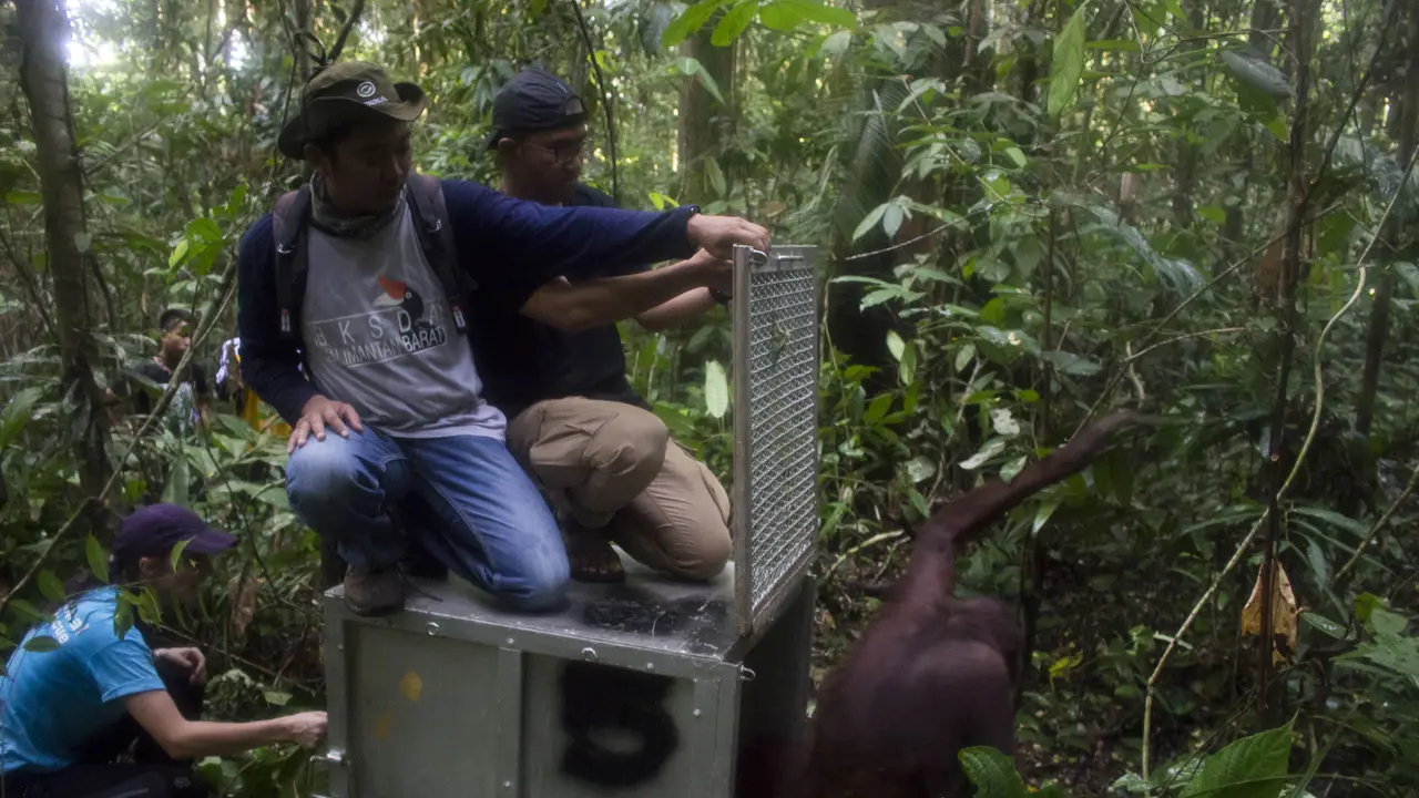 Upacara Adat Dayak Lepas Orangutan Mata dan Mynah ke Rumah Baru