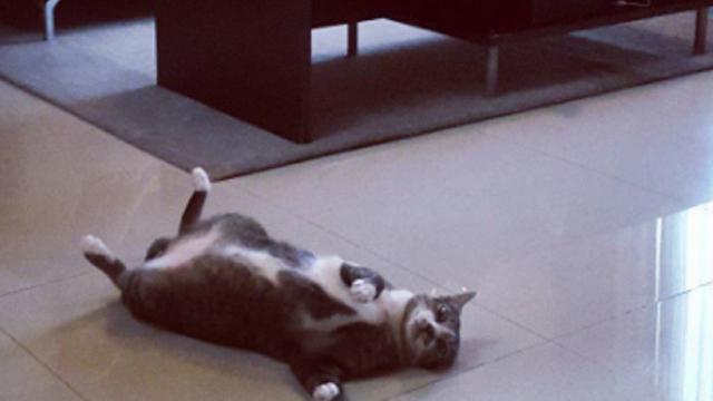 Pingik, Kucing Peliharaan Emma Waroka (Source: mig.me/u/ammeakkoraw)