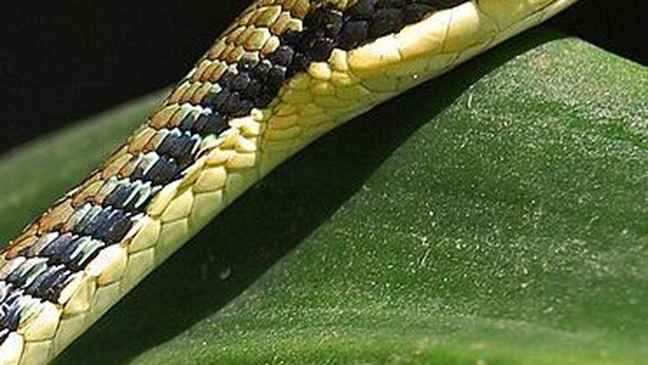 <b>5. Ular Tambang (Dendrelaphis pictus)</b>