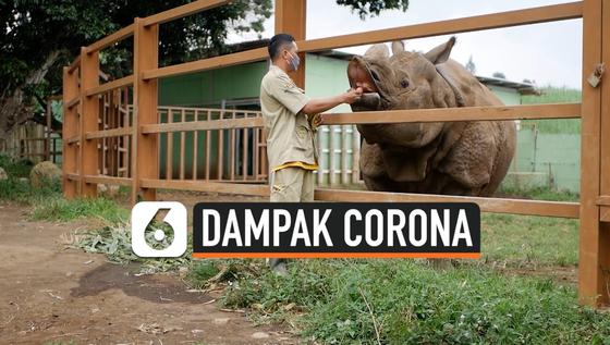 VIDEO: Dampak Corona, Batu Secret Zoo Rugi Rp 500 Juta Per Bulan