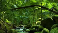 4 Hutan Tertua di Bumi, Ada yang Berusia hingga 390 Juta Tahun