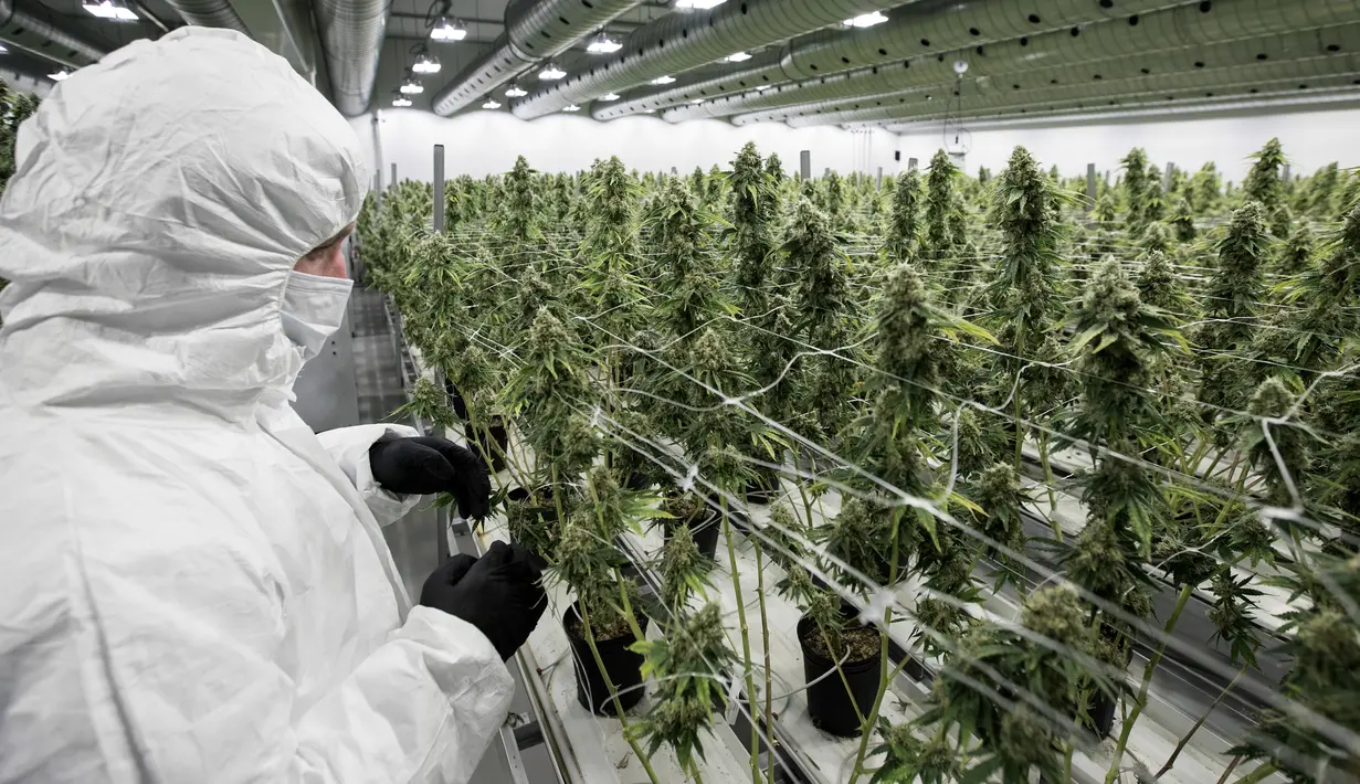 Seorang pekerja saat mengecek tanaman ganja medis di Tweed INC., Smith Falls, Ontario, Kanada (5/12). Tweed INC. merupakan salah satu lokasi budi daya ganja medis terbesar di Kanada. (AFP Photo/Lars Hagberg)
