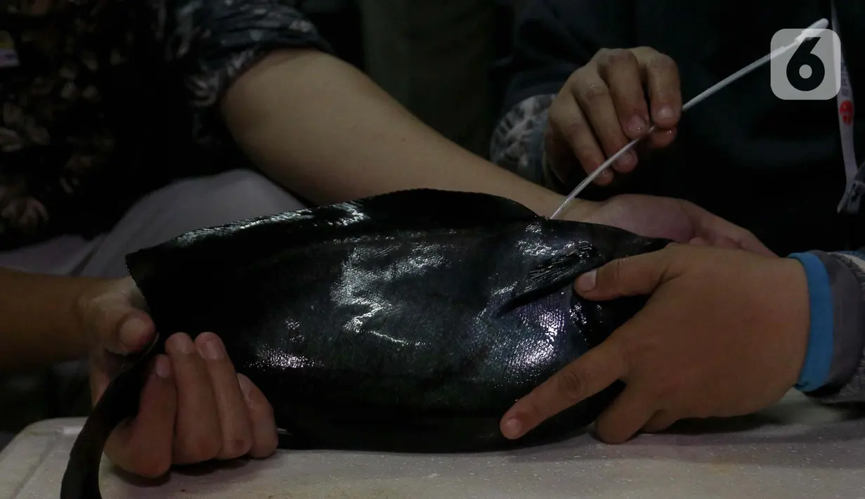 PT Pertamina mewujudkan konservasi ikan belida dalam program Belida Musi Lestari. (Liputan6.com/Herman Zakharia)