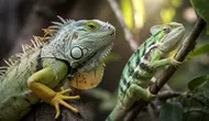 Perbedaan Iguana dan Bunglon: Kenali Ciri Fisik, Habitat, hingga Tips Memeliharanya