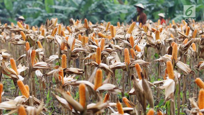 Hamparan ladang jagung saat panen raya di Tuban, Jawa Timur, Jumat (9/3). Panen raya tersebut menghasilkan 33,7 ton jagung. (Liputan6.com/Angga Yuniar)