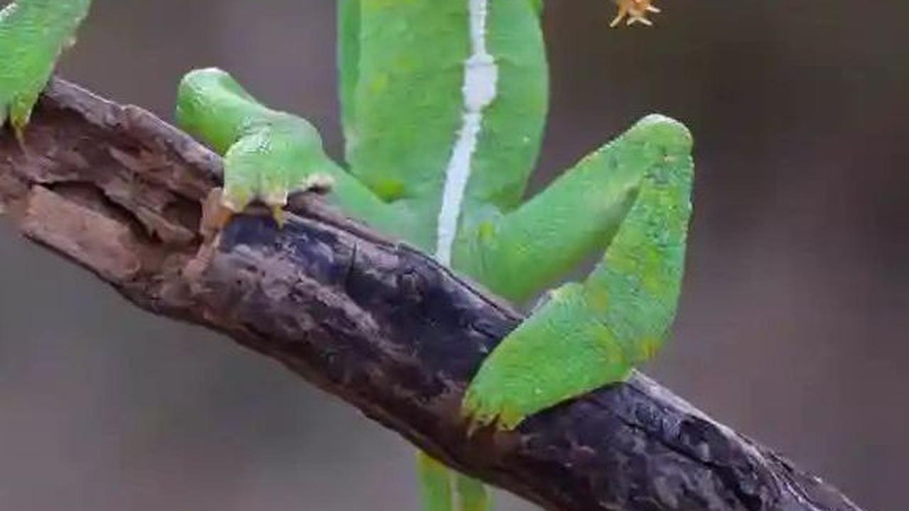 Get Off My Branch! by Gurumoorthy K, 2021