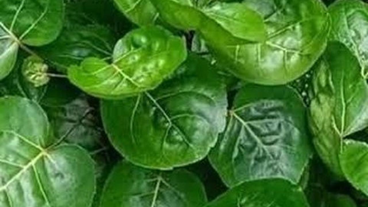 8 Manfaat Daun Binahong untuk Kesehatan, Mengatasi Jerawat hingga Diabetes