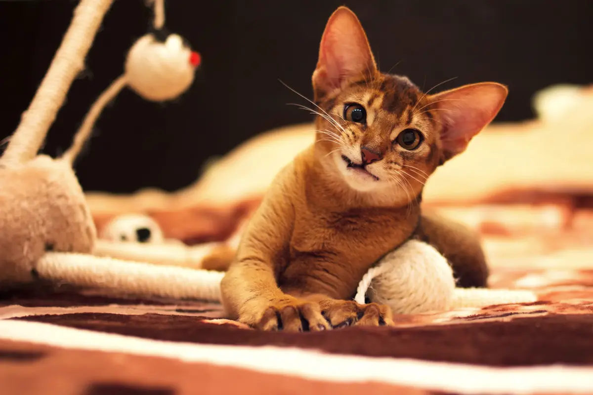ras kucing Abyssinian