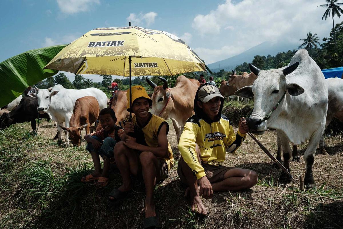 FOTO: Pacu Jawi Kembali Hidupkan Tradisi Sawah Berlumpur