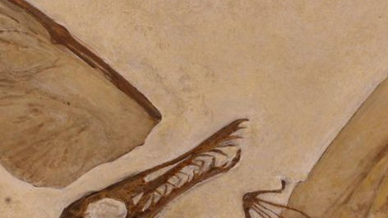 3. Fosil Pterosaurus Periode Jurassic Tengah Jarang Ditemukan<br>