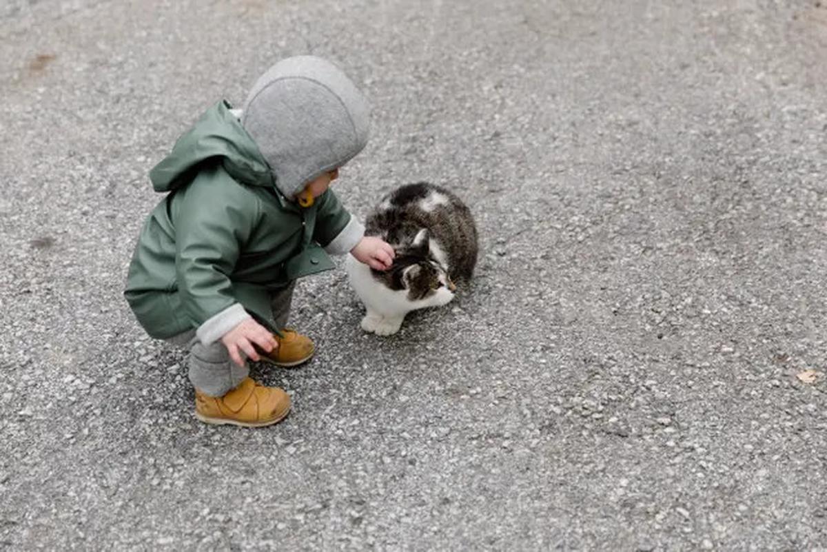 Ternyata Kucing Bermanfaat Bagi Kesehatan, Ini Alasannya