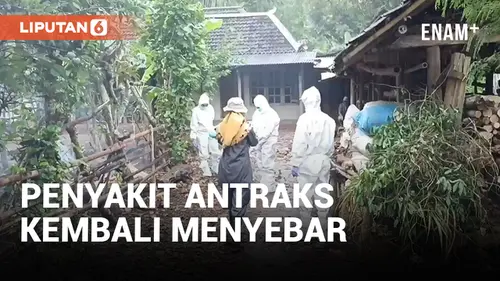 VIDEO: Penyakit Antraks Menyebar di Gunungkidul Akibat Makan Daging Sapi Mati