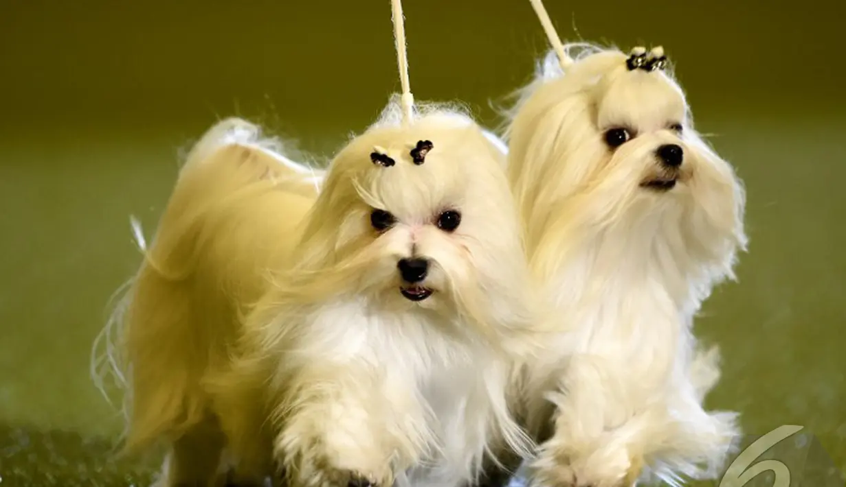 Lucunya anjing Maltese saat tampil di kontes binatang peliharaan "Hund & Katz" di Dortmund, Jerman, Minggu (11/5/2014) (AFP Photo/ Patrik Stollarz)