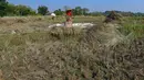 Petani memanen padi di lahan yang mengalami gagal panen di Desa Weninggalih, Kecamatan Jonggol, Kabupaten Bogor, Minggu (5/7/2026). (Merdeka.com/ Arie Basuki)