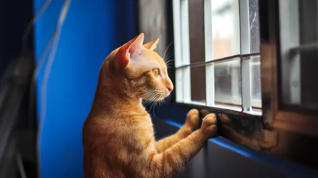 Stop Khawatir, Ini Tanda Kucing Rumahan Benar-Benar Bahagia