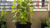 Tips agar Tanaman Buah Jadi Manis Maksimal, Ketahui Penjelasan Lengkapnya