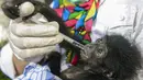 Dokter hewan BKSDA Aceh merawat dan memeriksa kondisi kesehatan bayi siamang (Symphalangus syndactylus) di kandang rehabilitasi BKSDA, Banda Aceh, Kamis (13/9). Siamang merupakan satwa liar yang dilindungi undang-undang. (AFP/CHAIDEER MAHYUDDIN)