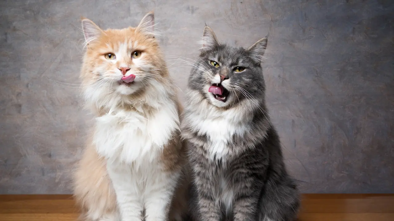 Kucing