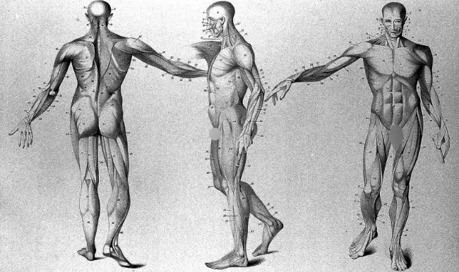 Berapakah pastinya jumlah otot manusia? Ilustrasi dari Anatomical studies of the bones, 1833, Wellcome. (Sumber Wikimedia Commons)