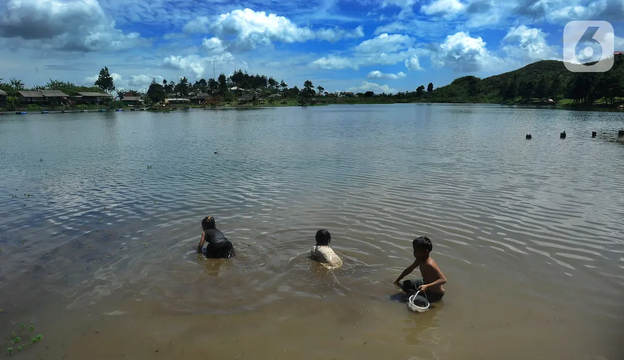 Anak-anak mengumpulkan kerang atau kijing di kawasan Situ Rawa Gede, Sirnajaya, Bogor, Jumat (6/1/2023). Mengisi waktu libur sekolah, mereka membantu orang tuanya dengan mengumpulkan kerang yang dijual sebesar Rp 5ribu per kg. (merdeka.com/ Arie Basuki)