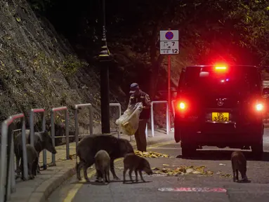 Babi hutan memakan roti sebagai umpan yang diberikan petugas Departemen Pertanian, Perikanan dan Konservasi di Hong Kong, Rabu (17/11/2021).  Pihak berwenang Hong Kong pekan ini menangkap tujuh babi hutan untuk mengurangi jumlah mereka di daerah perkotaan. (Lam Chun Tung/The Initium Media via AP)