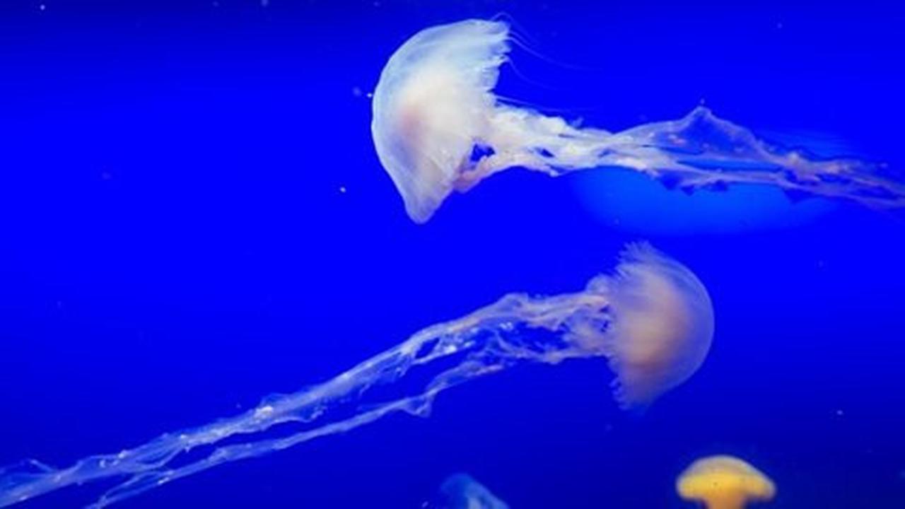 Liburan di Pantai Gunung Kidul, 37 orang jadi disengat ubur-ubur
