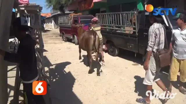 Permintaan sapi asal Sumenep yang dikenal berkualitas, terus meningkat. Bahkan, karena tak ada dermaga khusus, sapi yang dibawa dari daerah kepulauan, harus dilempar pedagang ke laut dan berenang hingga ke daratan, untuk selanjutnya diantar melalui j...