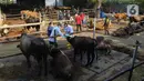Petugas dinas KPKP memeriksa kesehatan hewan sapi di Rumah Pemotongan Hewan (RPH) PD Dharma Jaya, Cakung, Jakarta, Jumat (8/7/2022). Pihak pengelola RPH mencatat sekitar 135 sapi kurban akan dipotong di tempat tersebut pada Idul Adha 2022 yang akan dilaksanakan selama tiga hari. (Liputan6.com/Herman Zakharia)