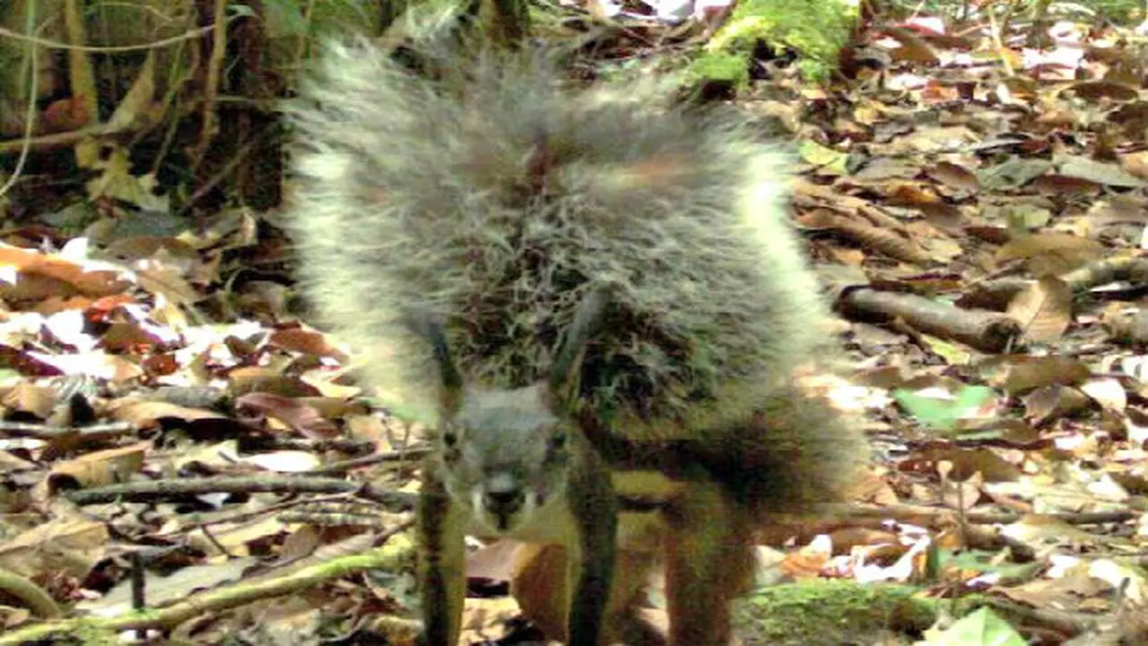 Tupai 'Vampir' Ditemukan di Kalimantan**