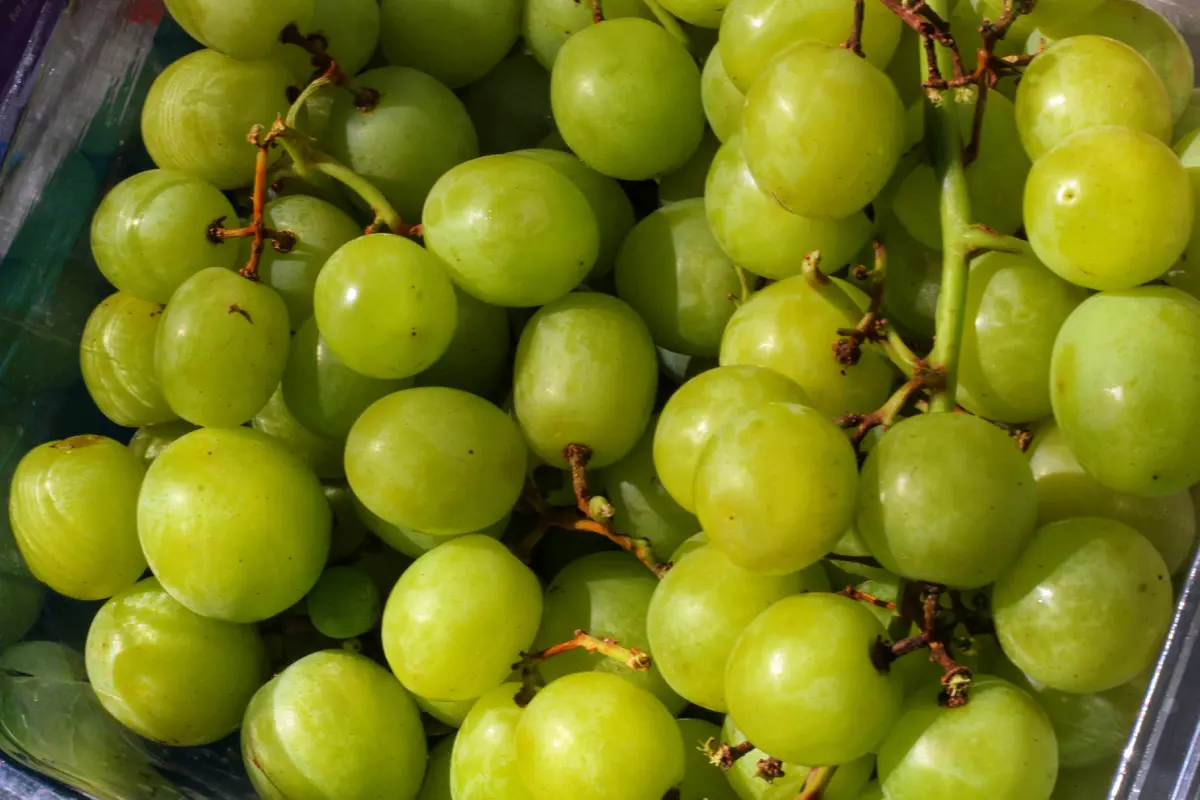 Anggur Muscat