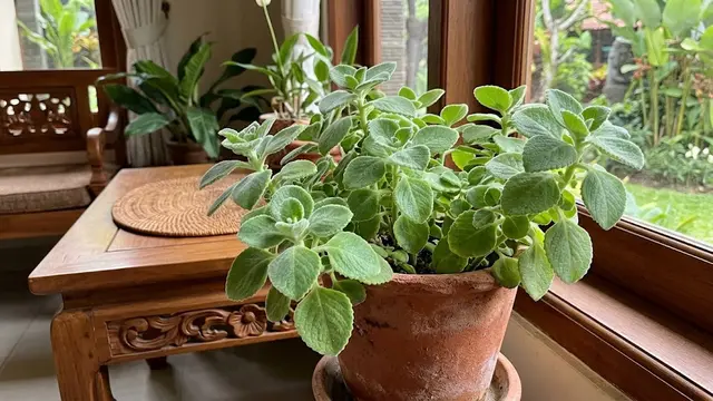 Plectranthus Tomentosa (Vick's Plant)/AI Generated
