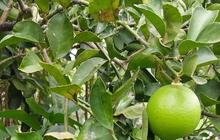 Lucuma, Pemanis Alami Kaya Manfaat untuk Tekanan Darah dan Stres