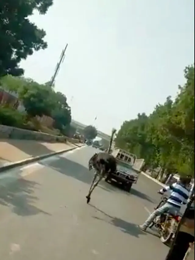 Burung Unta Kabur dan Asyik Berlarian di Jalan Raya, Bikin Warga Geger