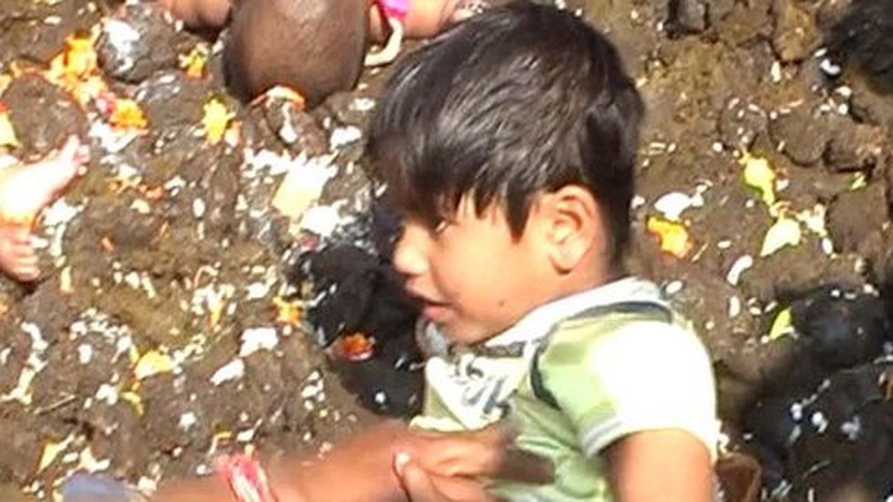 Tradisi India, orangtua suruh anak berguling di atas kotoran sapi