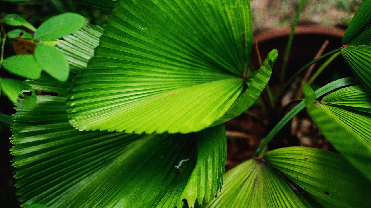 7 Tanaman Hias yang Bentuk Daunnya Mirip Kipas, Eksotis untuk Teras Rumah