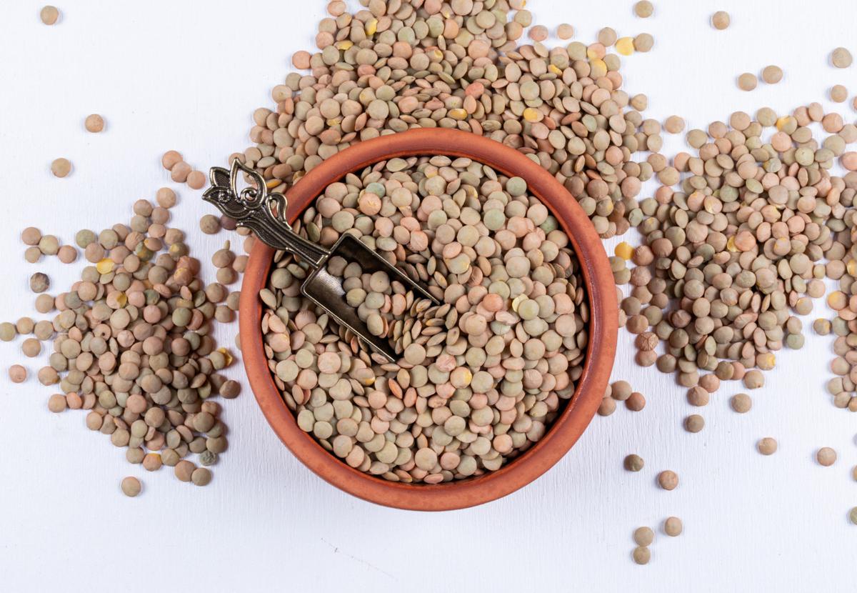 Ilustrasi Kacang Lentil