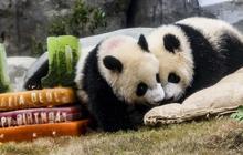 FOTO: Lucunya Panda Kembar De De & Jia Jia Rayakan Ulang Tahun Pertama di Hong Kong