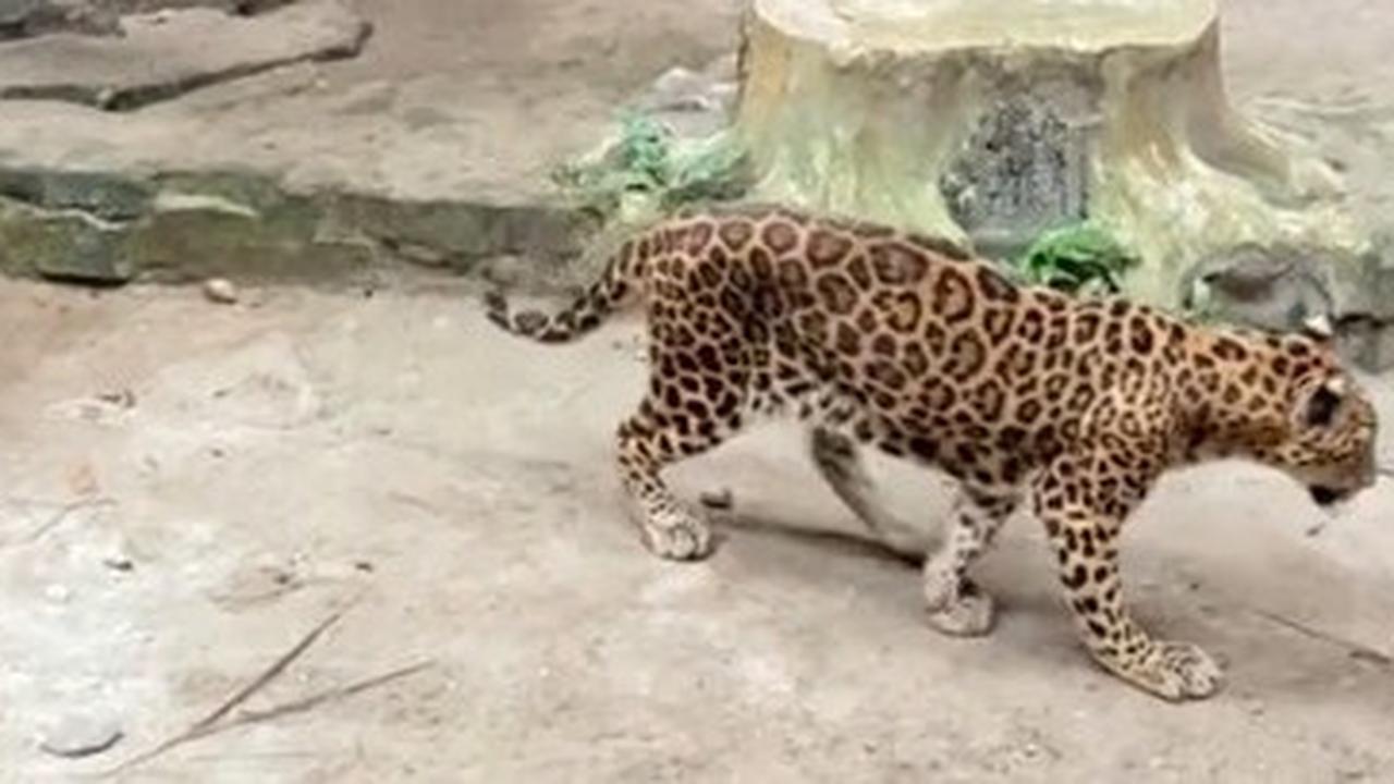 Jaguar Kurus Kering di Ragunan Ternyata Bernama Jalu, Usianya Sudah Tua Renta